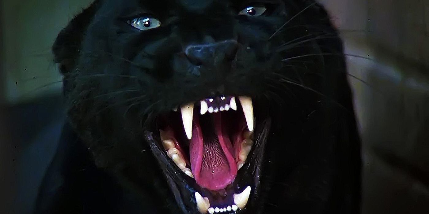 A black cat hissing in the 1982 version of Cat People