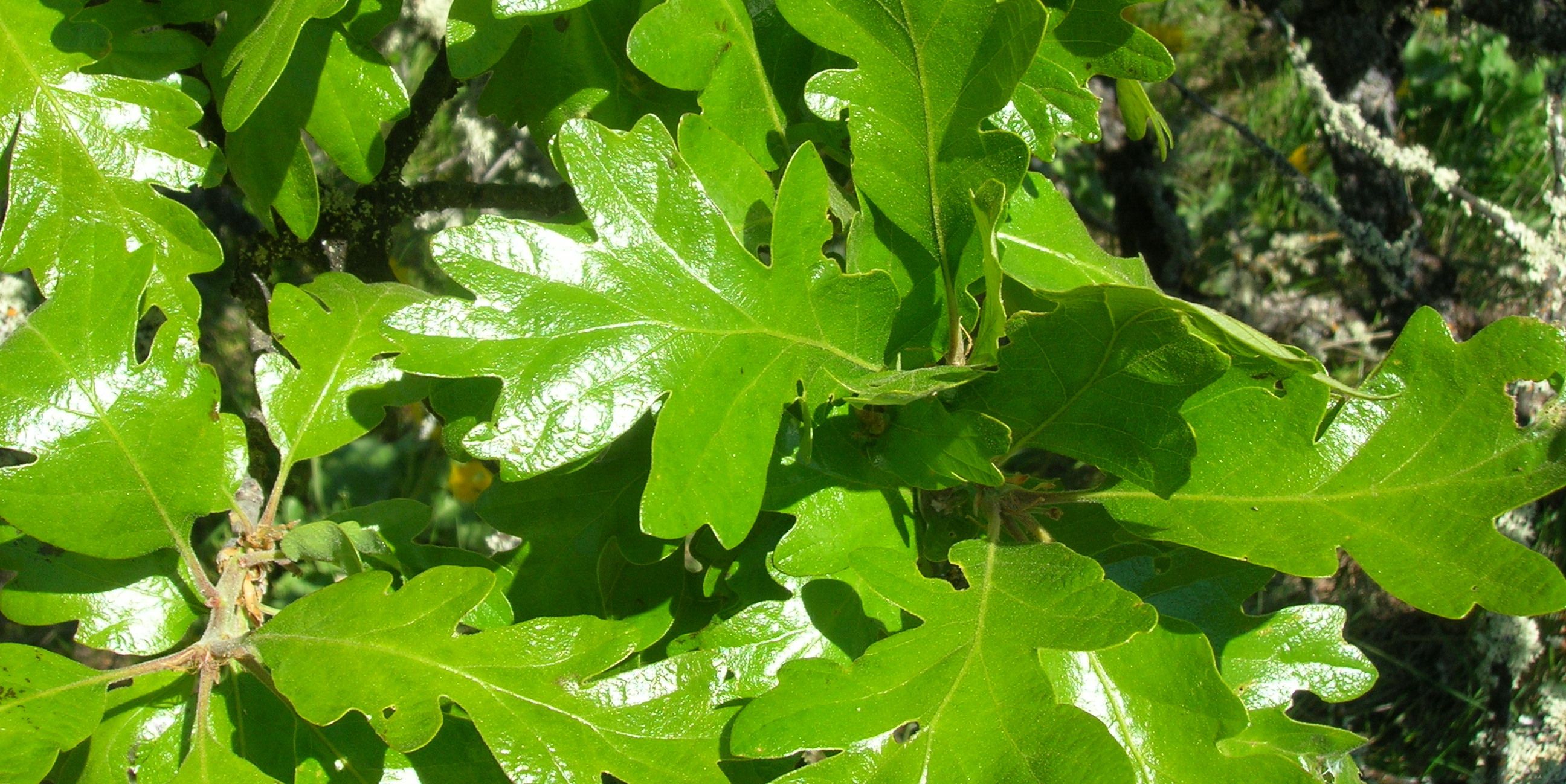Quercus Garryana oak tree