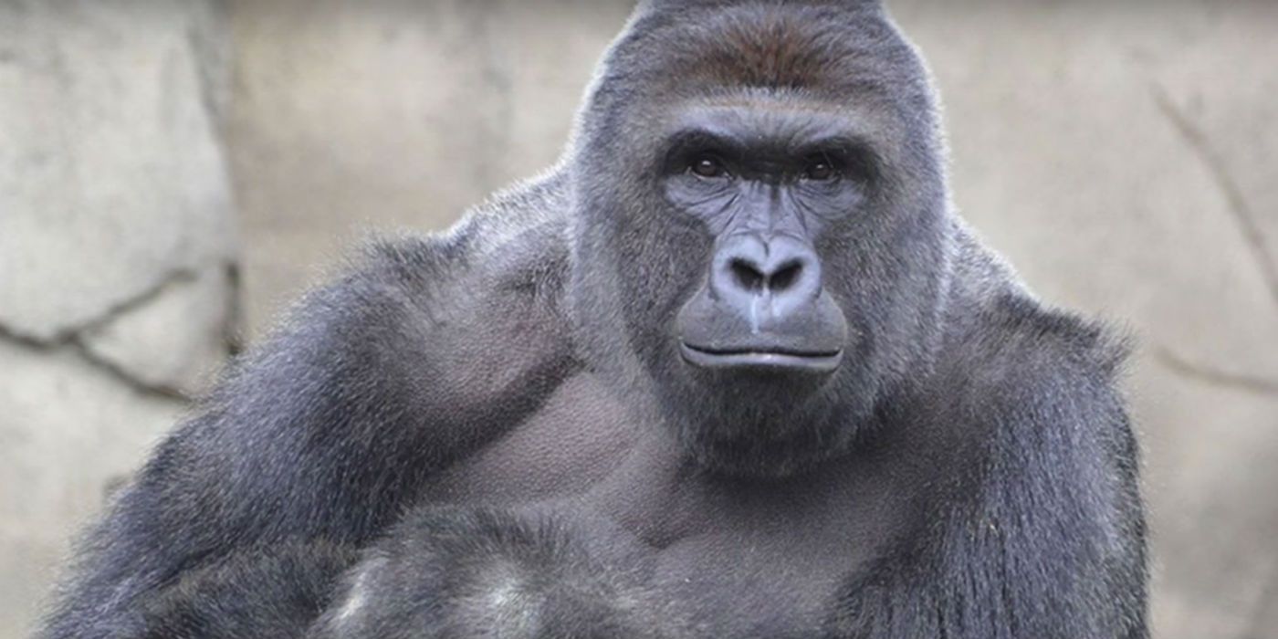 do-you-really-want-a-harambe-movie-your-tweets-could-make-it-happen