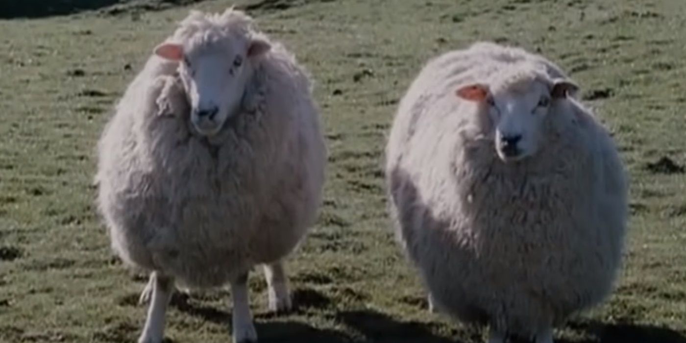 Two Sheep in a field in Black Sheep horror movie