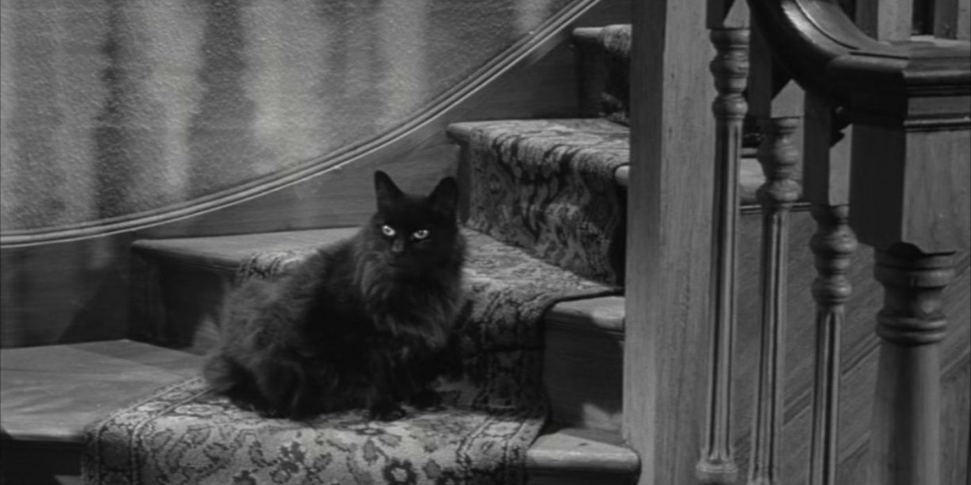 Black cat in Night of the Eagle