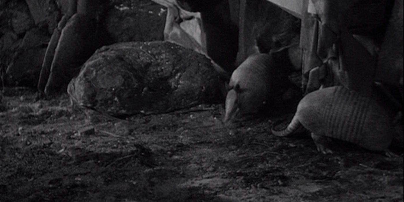 Dracula's pets in the 1931 classic include a couple armadillos