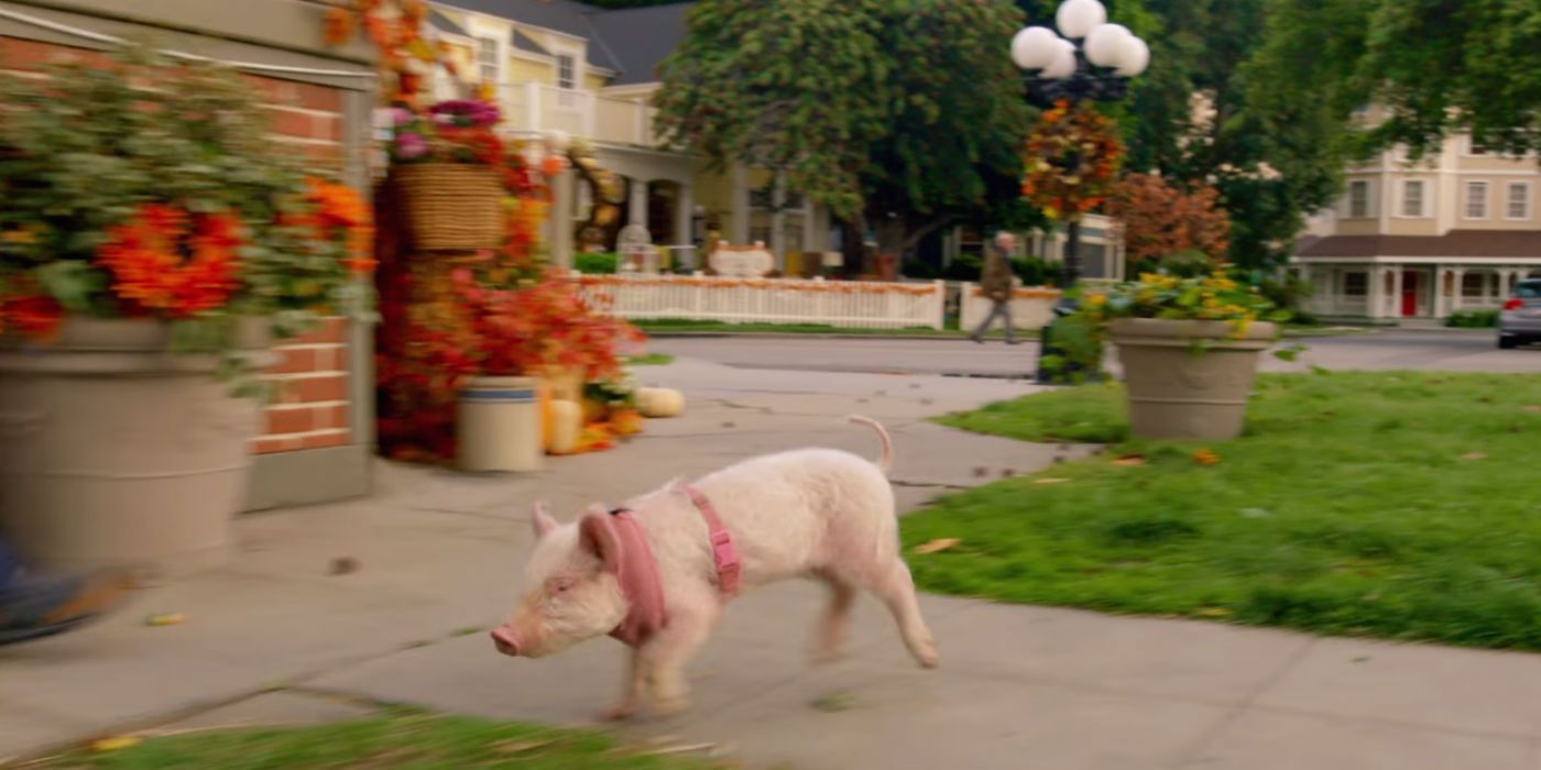 Pig in Gilmore Girls