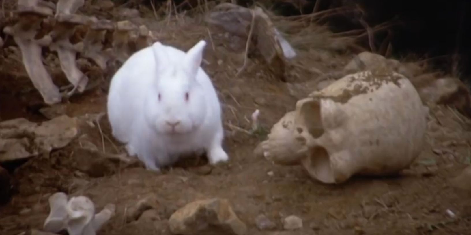 The Killer Rabbit in Monty Python and the Holy Grail