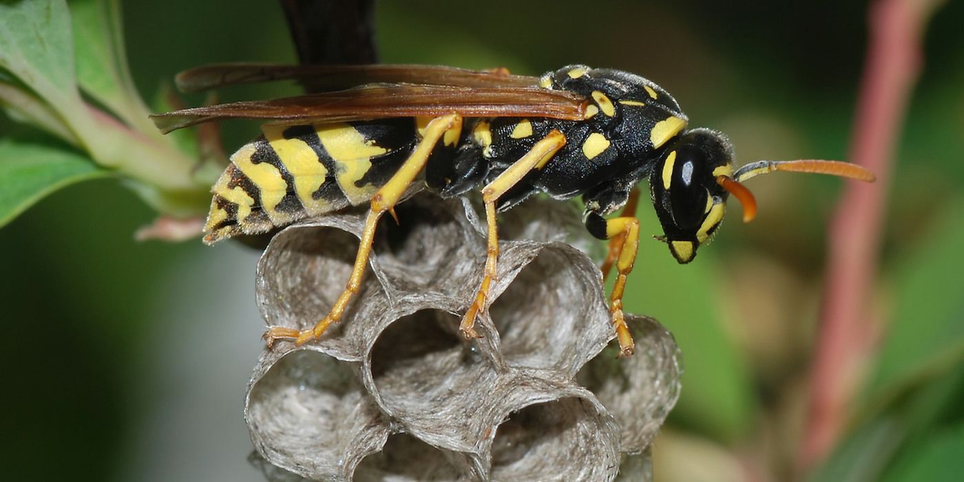 A Wasp Would Be Perfect As A Power Rangers Zord
