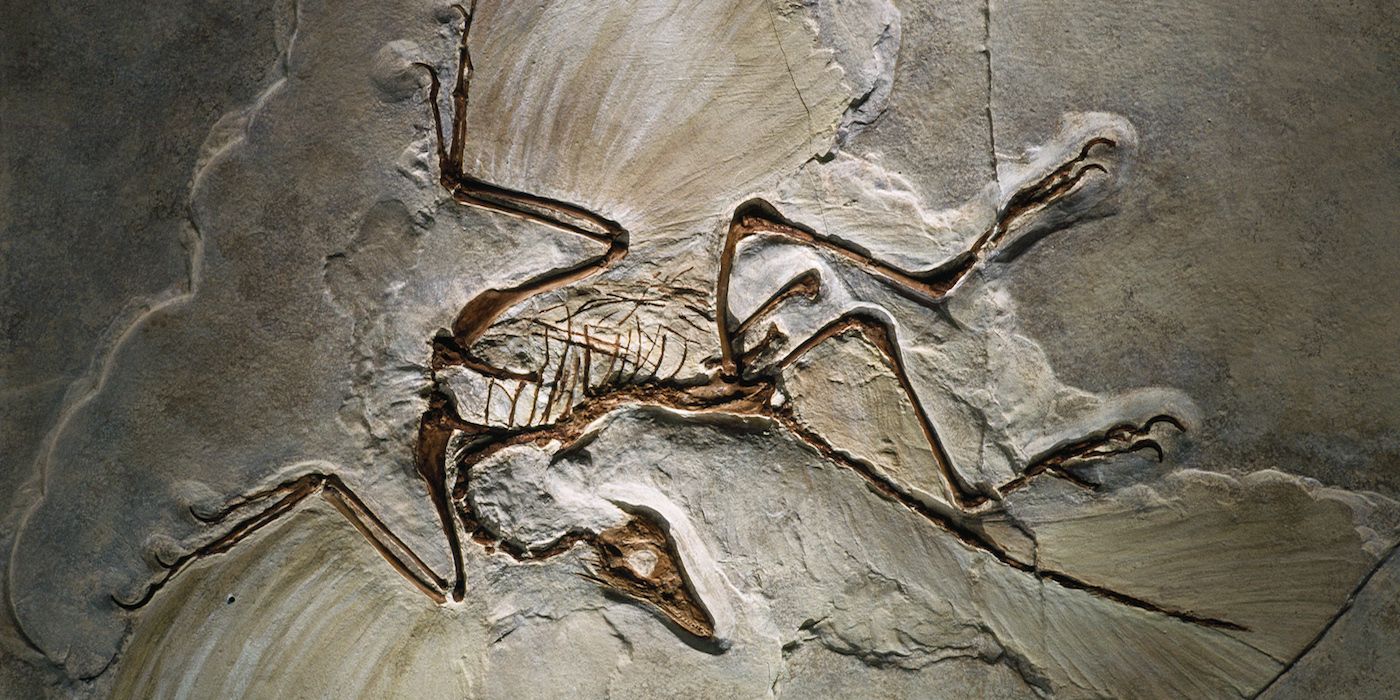 Archaeopteryx Should Be a Power Rangers Zord