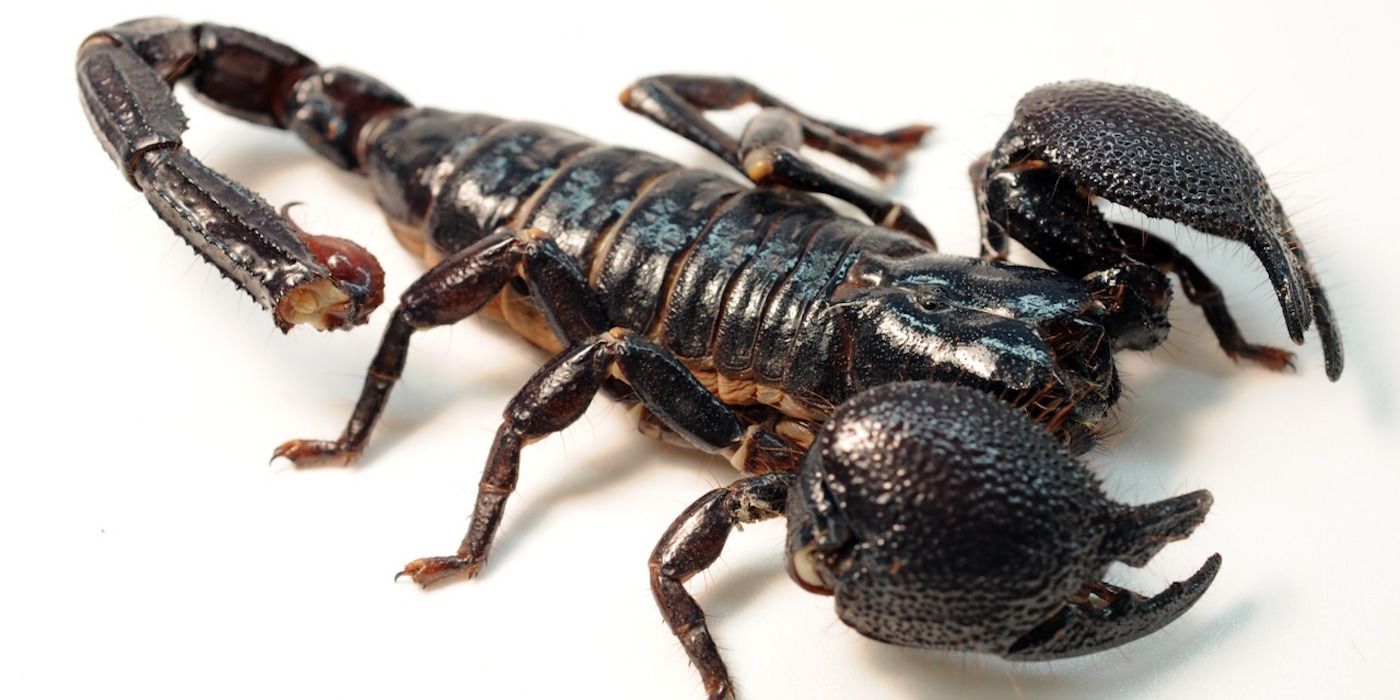 Female Emperor Scorpion Should Be a Power Rangers Zord