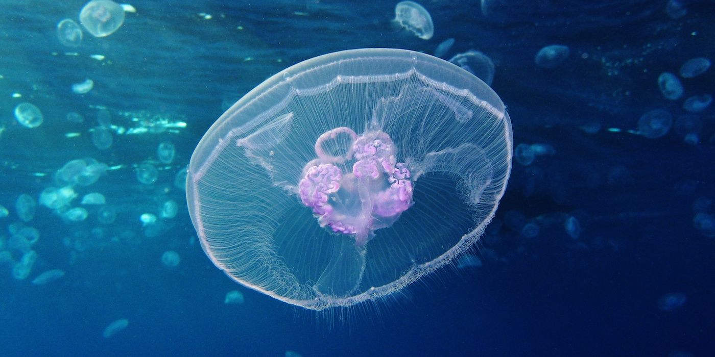 Moon Jellyfish Would Make a Great Power Rangers Zord