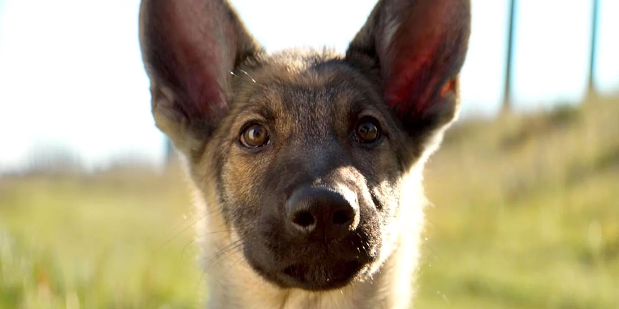 A Dog's Purpose German Shepherd