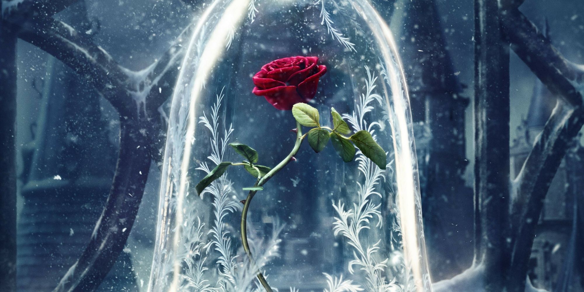Beauty and the Beast Rose