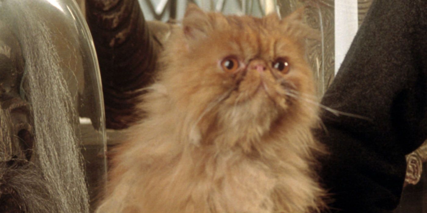 Crookshanks the Cat in Harry Potter and The Prisoner of Azkaban