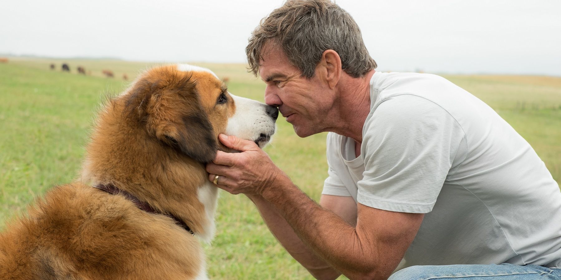 Ethan petting a dog in A Dog's Purpose