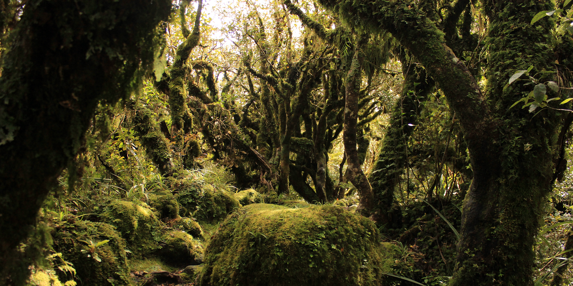 Fangorn Forest in Lord of the Rings