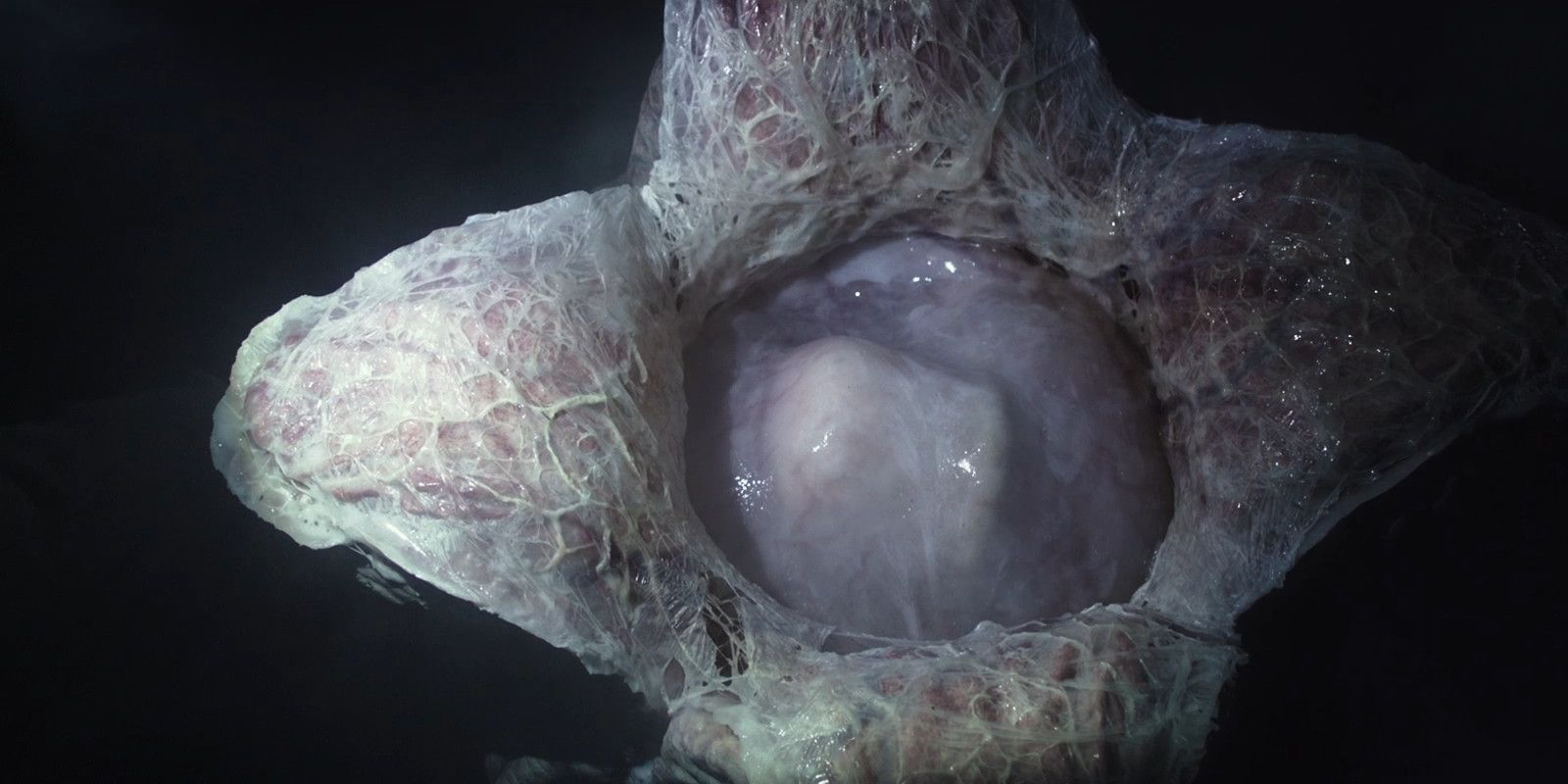 Alien Covenant - Xenomorph egg
