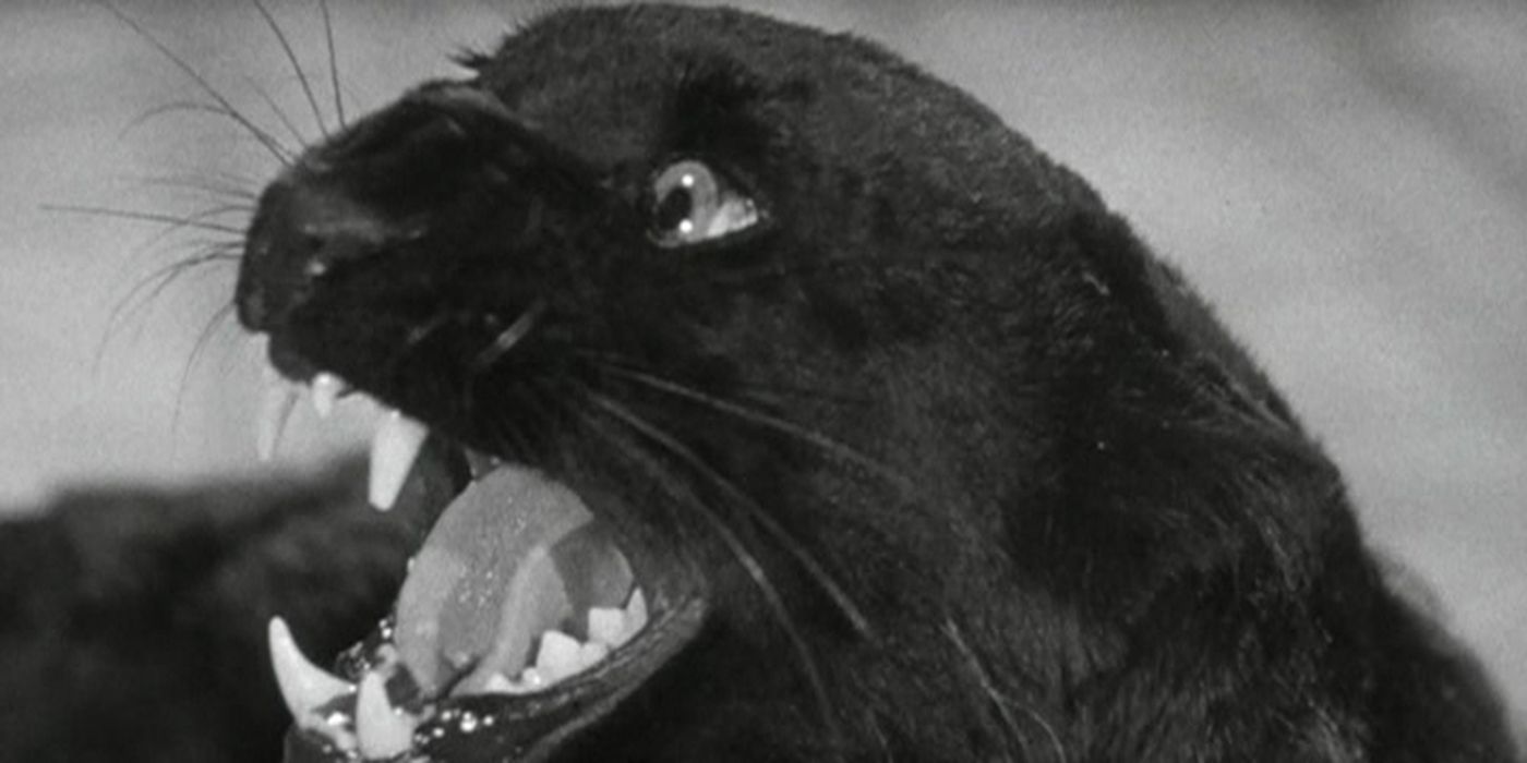 A black cat hissing in the 1942 version of Cat People