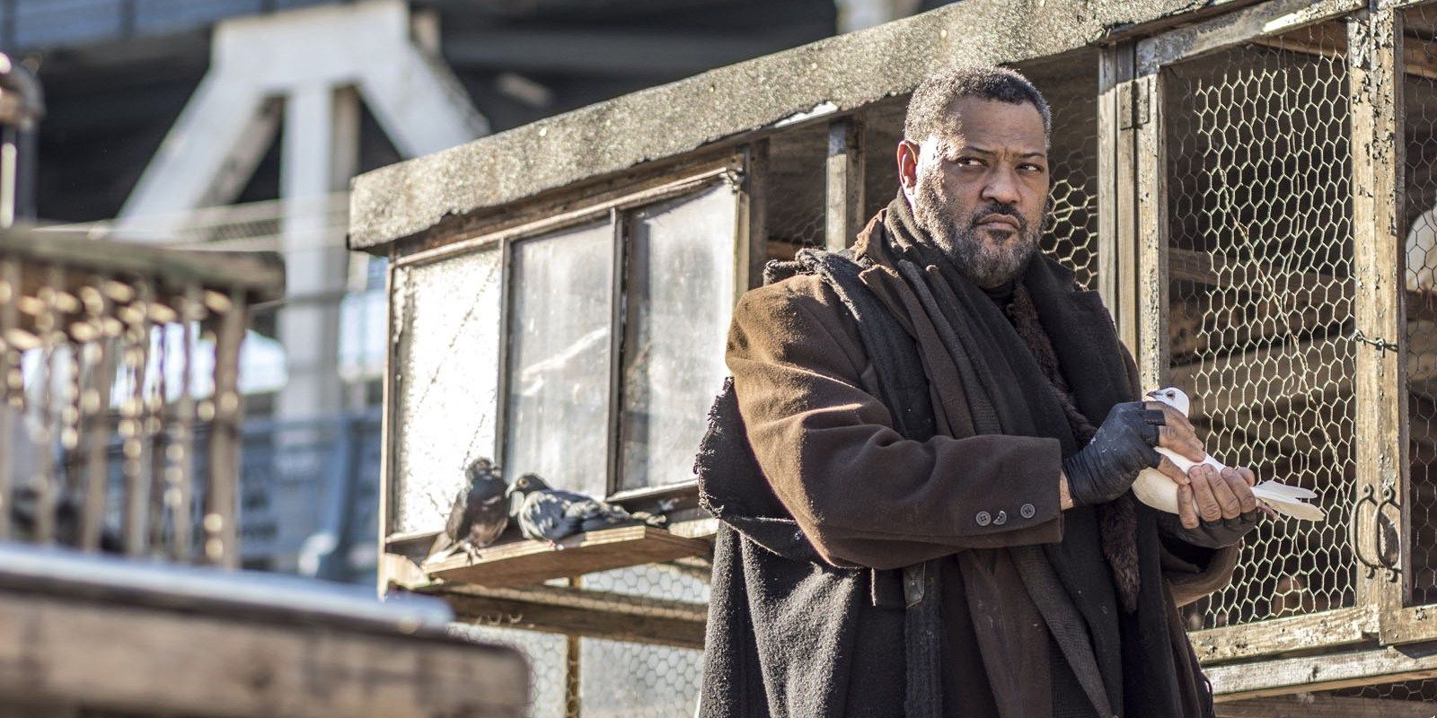 Laurence Fishburne in front of a bird cage in John Wick 2