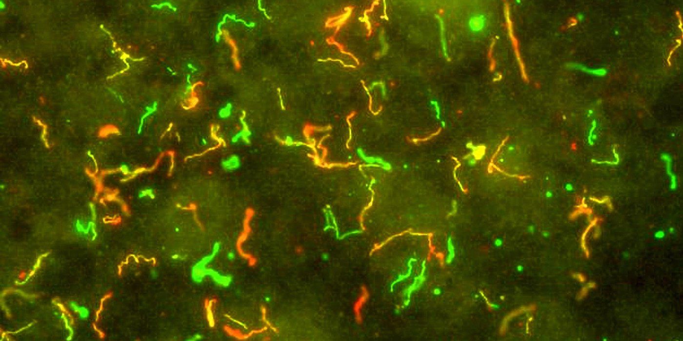 Lyme Disease bacteria under a microscope