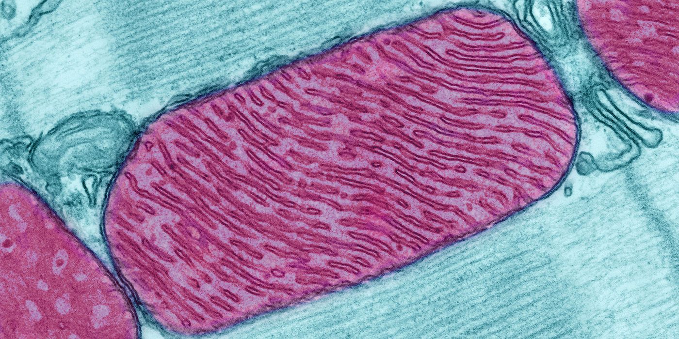 Muscle cell mitochondria under a microscope