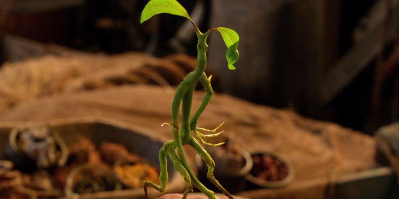 A Bowtruckle in Fantastic Beasts and Where to Find Them