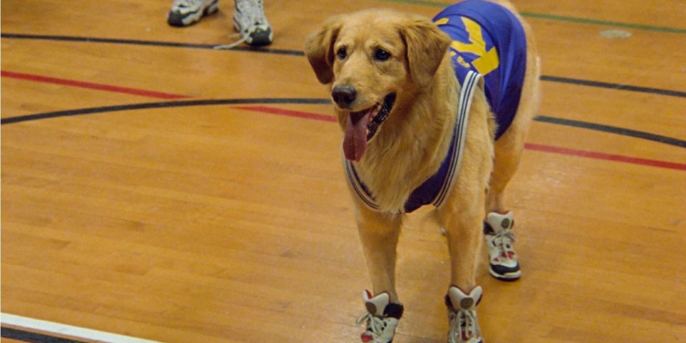 Buddy wearing sneakers and a jersey, playing basketball in the court in Air Bud