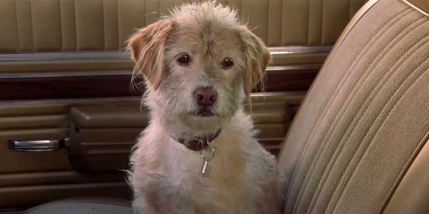 Baxter sits in the car in Anchorman