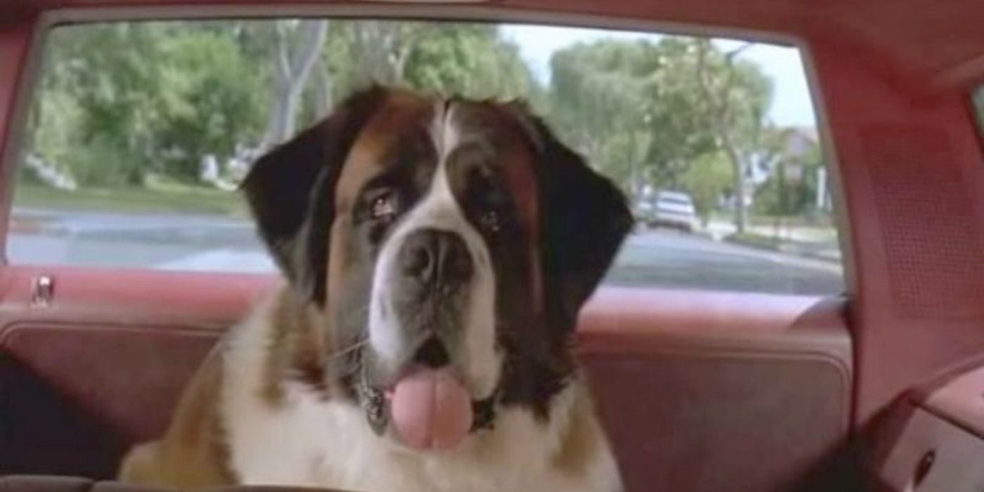 Beethoven the dog in the movie Beethoven