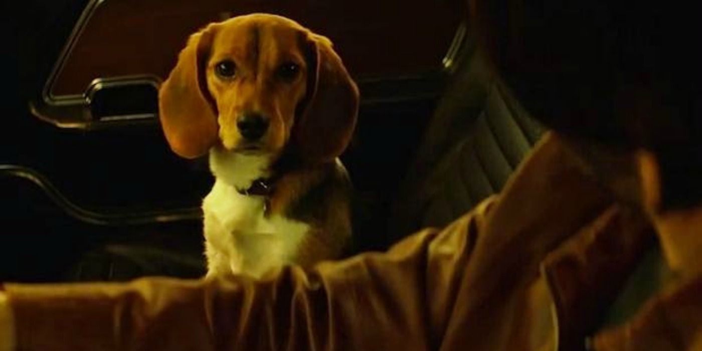 12 Things You Didn t Know About John Wick s Dogs