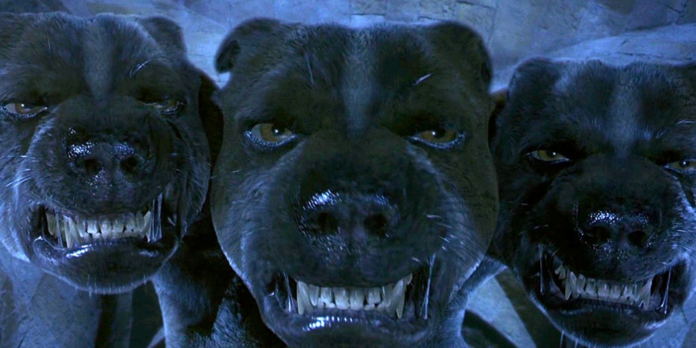 Fluffy the Three Headed dog baring its teeth in the Sorcerer's Stone