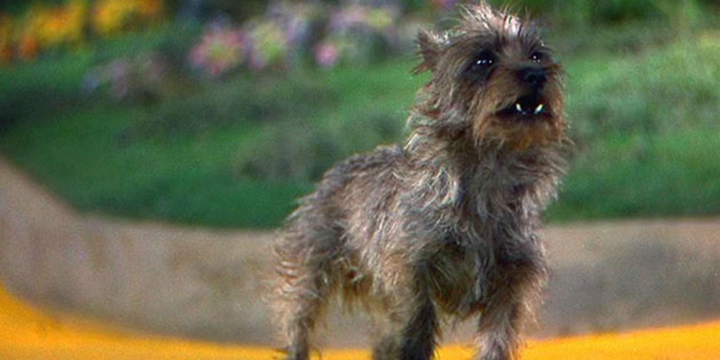 Toto in Wizard of Oz