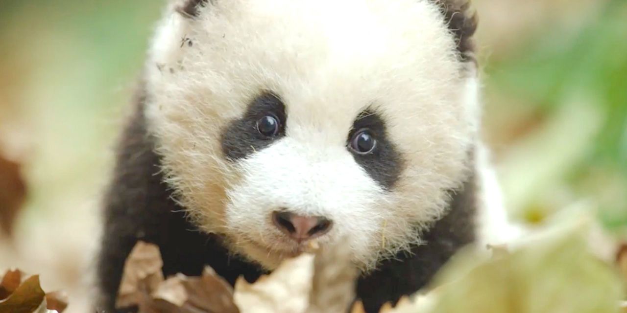 Disneys Born in China - Baby panda