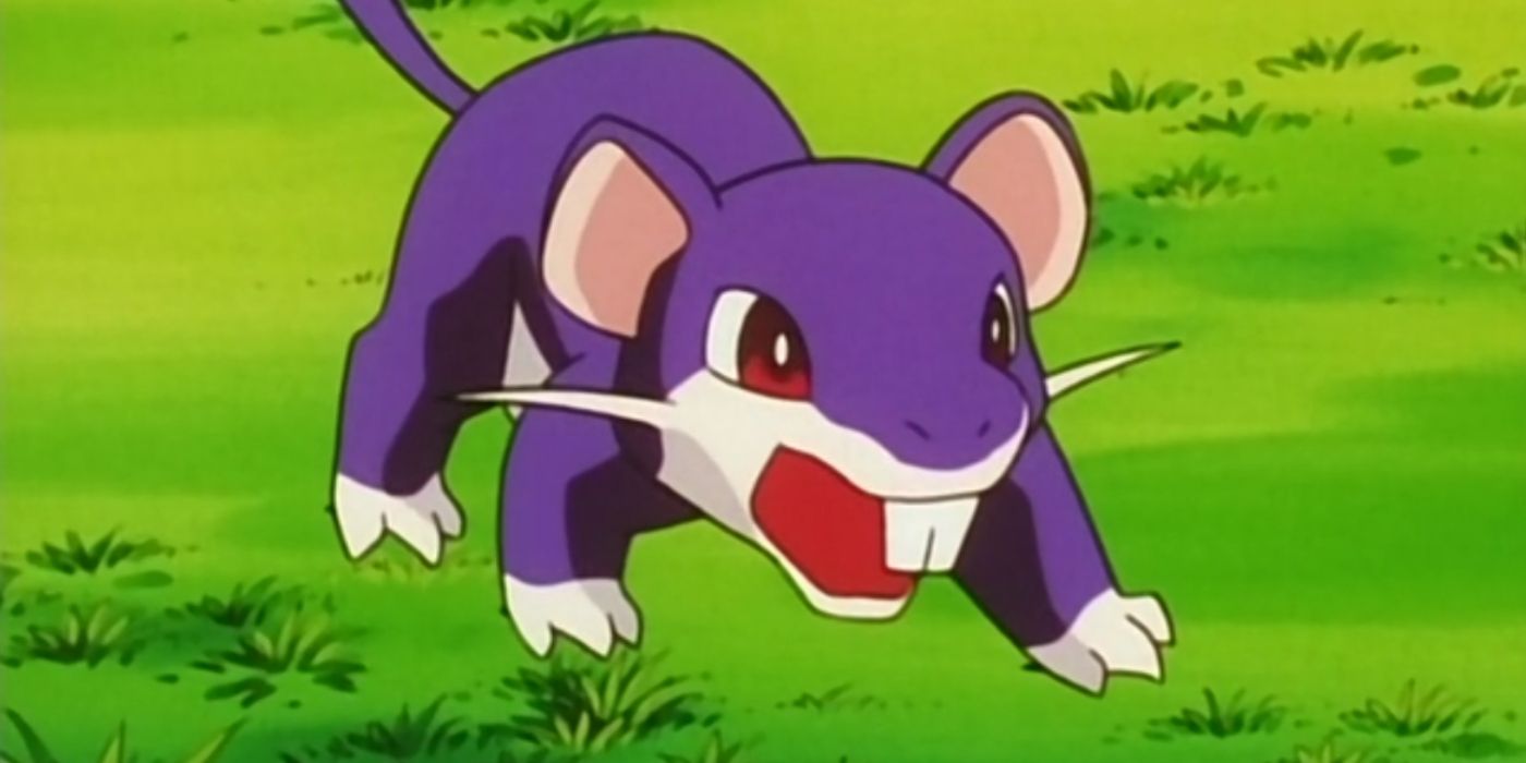 Rattata in the Pokemon anime