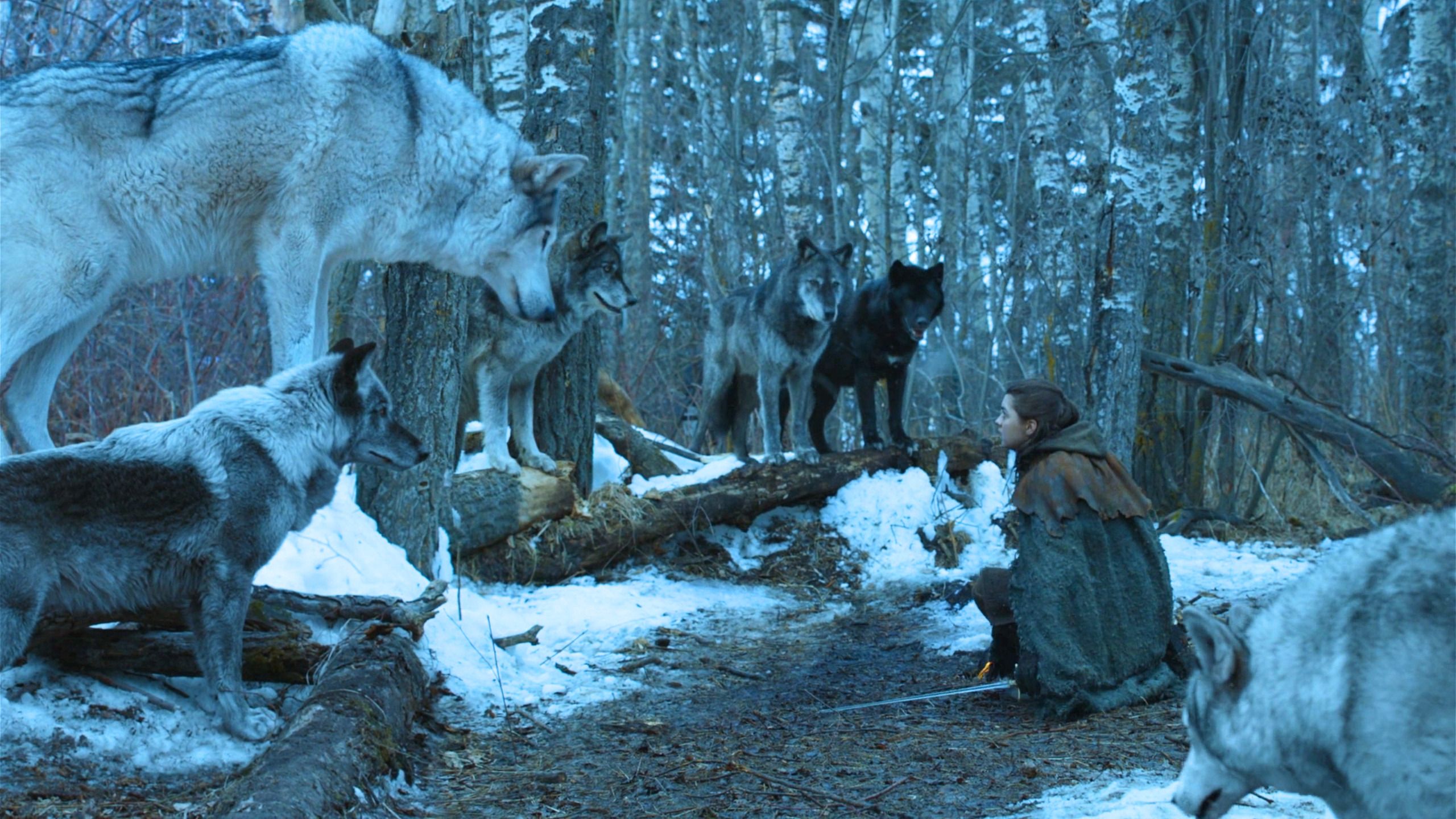 Arya encounters her direwolf Nymeria
