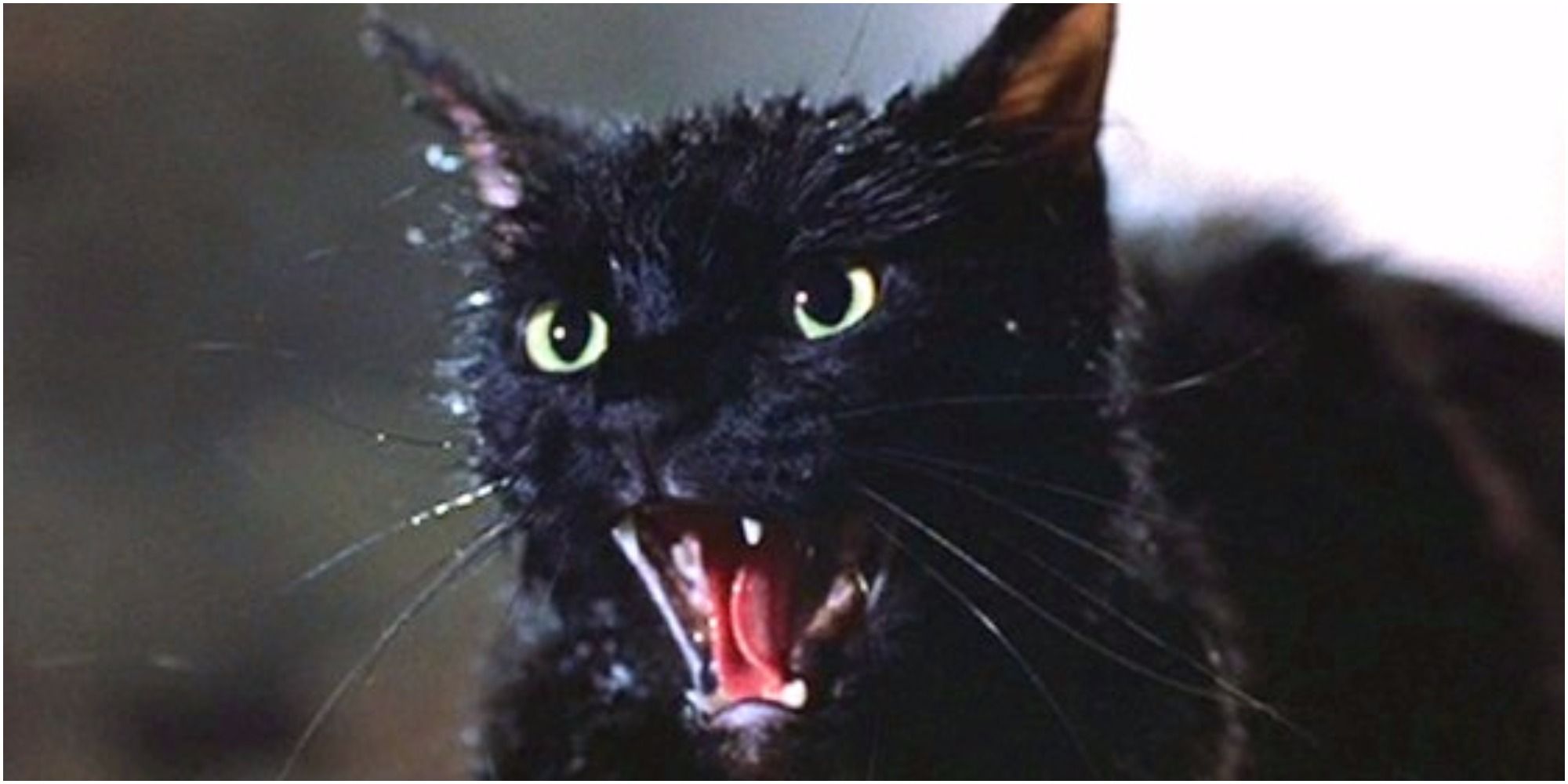 Tales from the Darkside The Movie adapts Stephen Kings The Cat from Hell. Screenrant by Evan J. Pretzer.