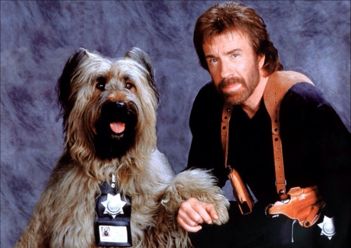 Top Dog Chuck Norris