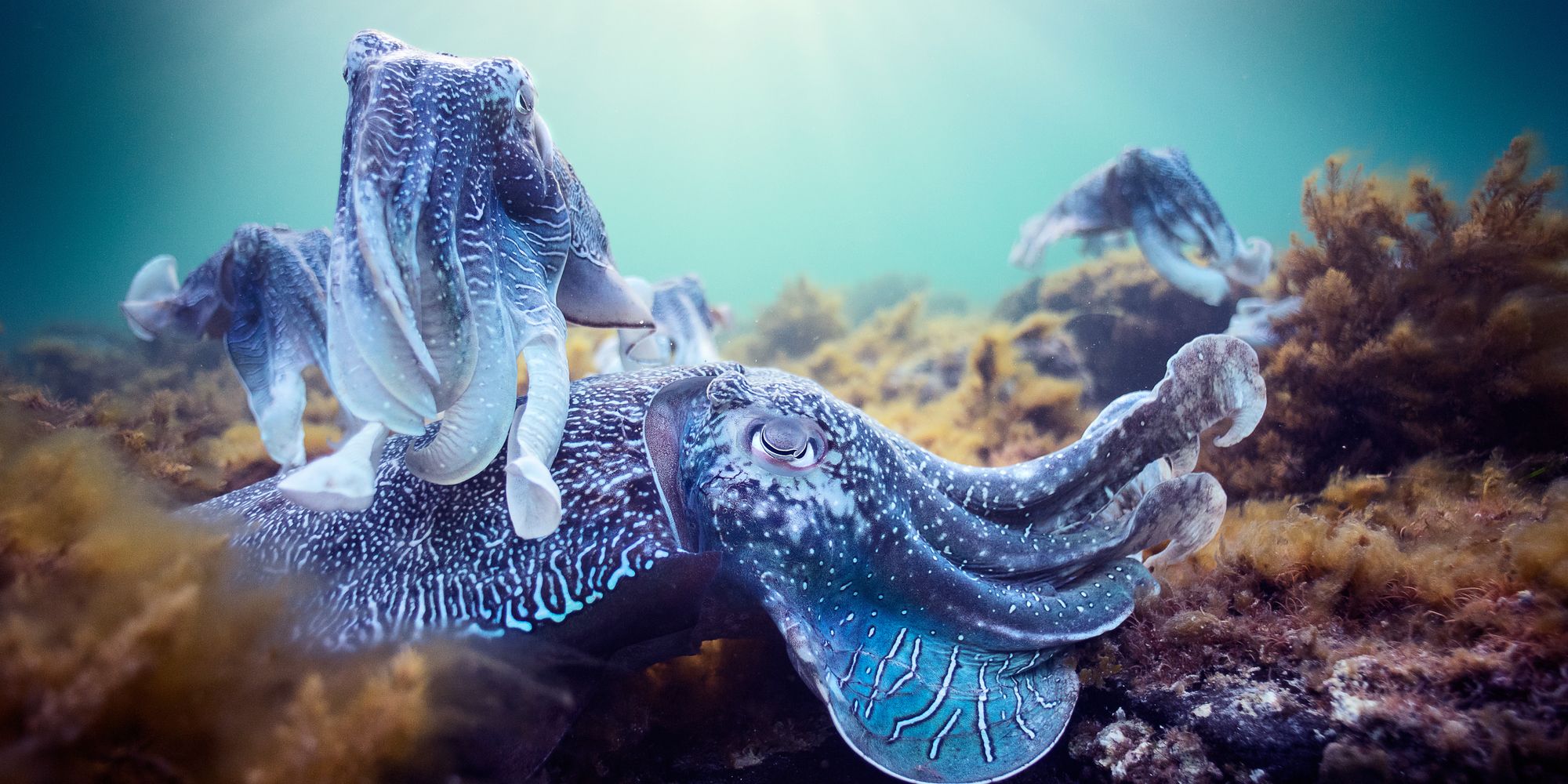 A Cuttlefish swimming from Blue Planet II
