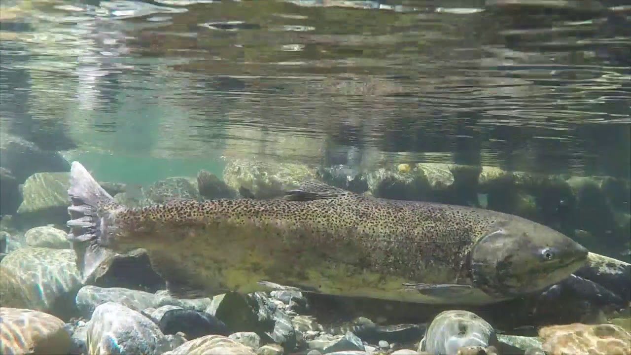 Salmon swimming underwater