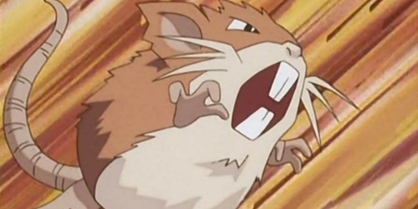 Raticate in battle in the anime.