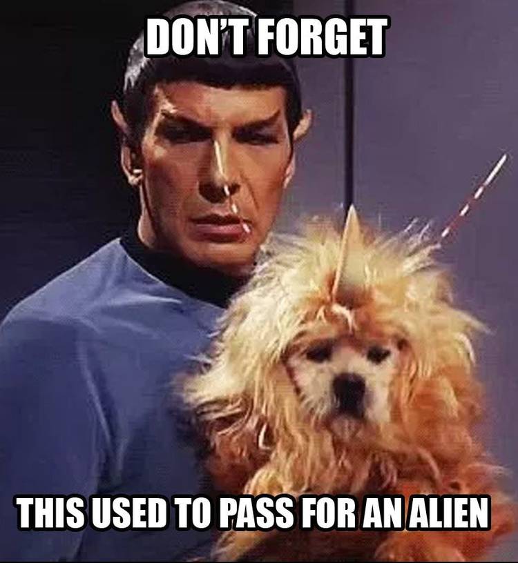 [Image: Star-Trek-Dont-Forget-Alien-Dog-Meme-e15...mp;dpr=1.5]