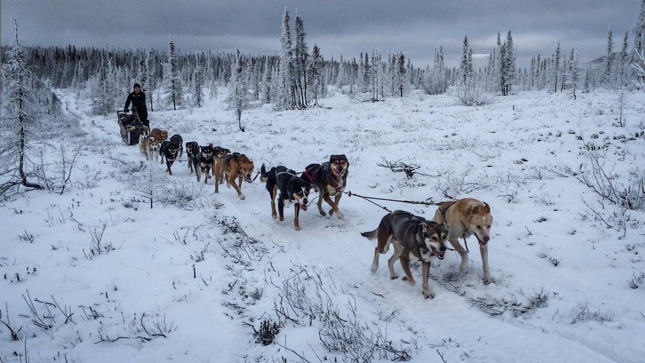 Dogs from Yukon Men