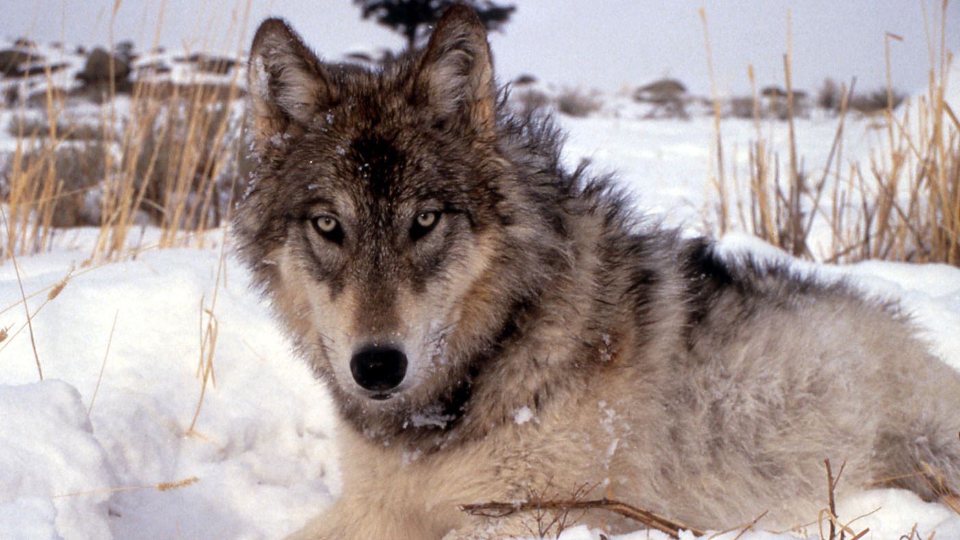 Grey Wolf in Yukon Men