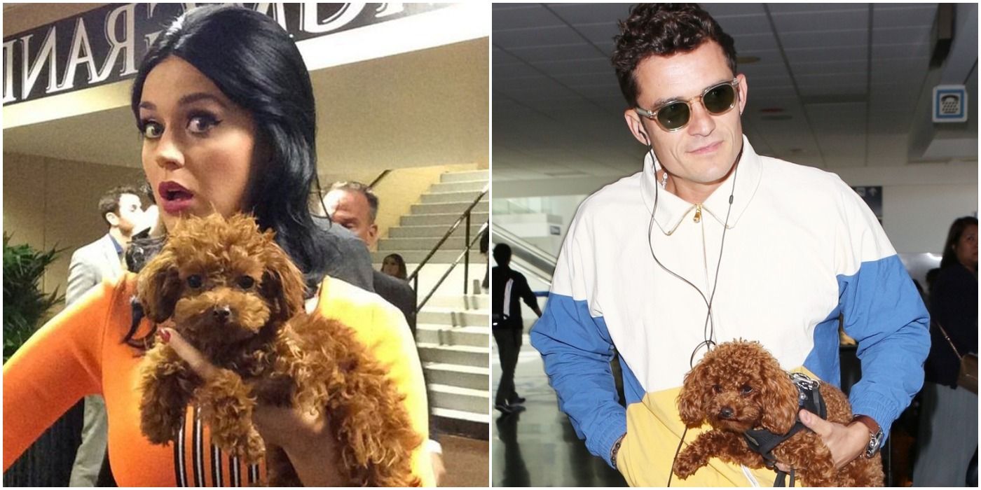 Katy Perry with her dog Nugget and Orlando Bloom with his dog Mighty