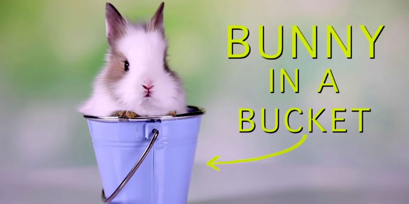 The Good Place Bunny in Bucket