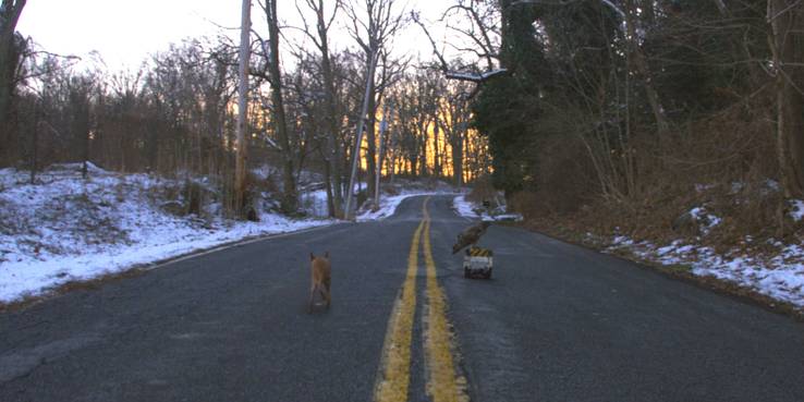 Маньяк - сцена после титров