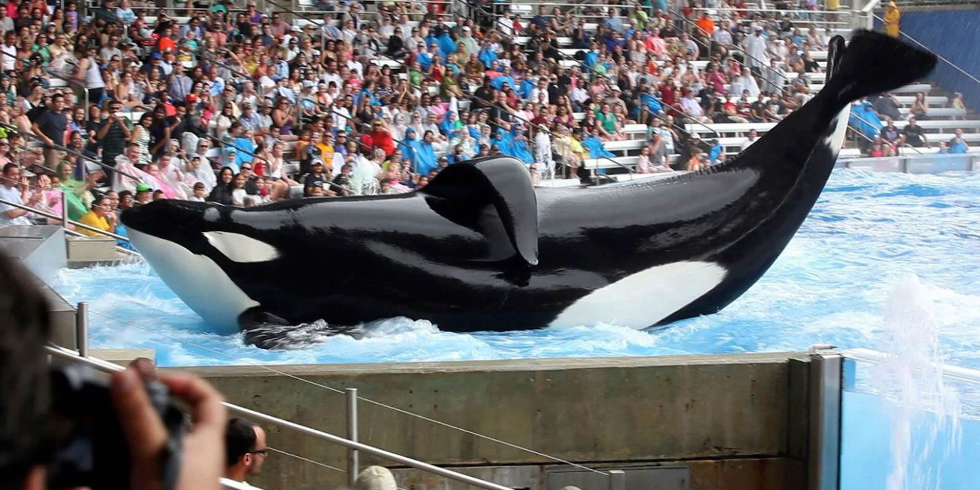 SeaWorld Blackfish