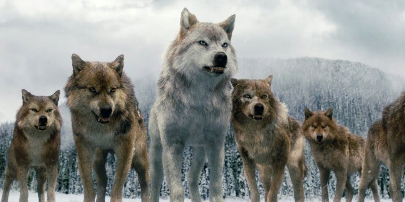 Jacob's wolf pack in Twilight.