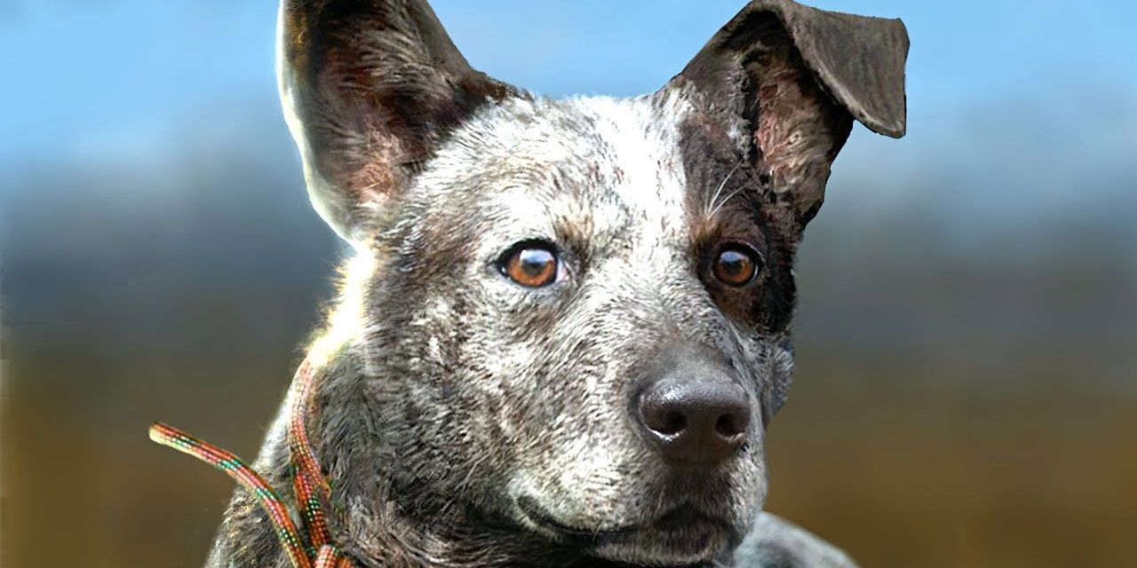 Far Cry 5 Boomer The Dog