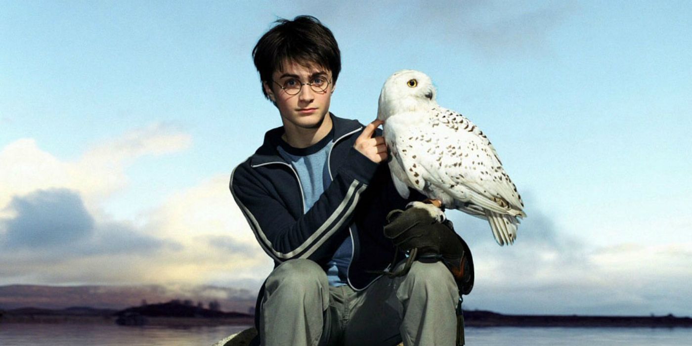 Harry Potter sentado com Edwiges no ombro nos filmes de Harry Potter