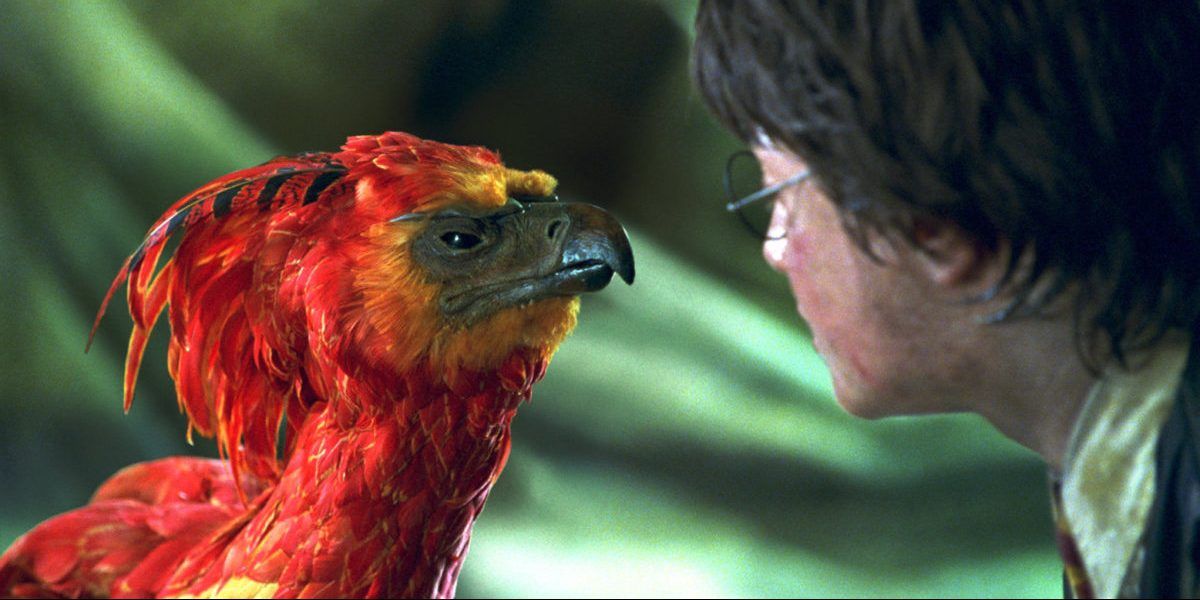 Harry Potter meets Fawkes in Harry Potter and the Chamber of Secrets
