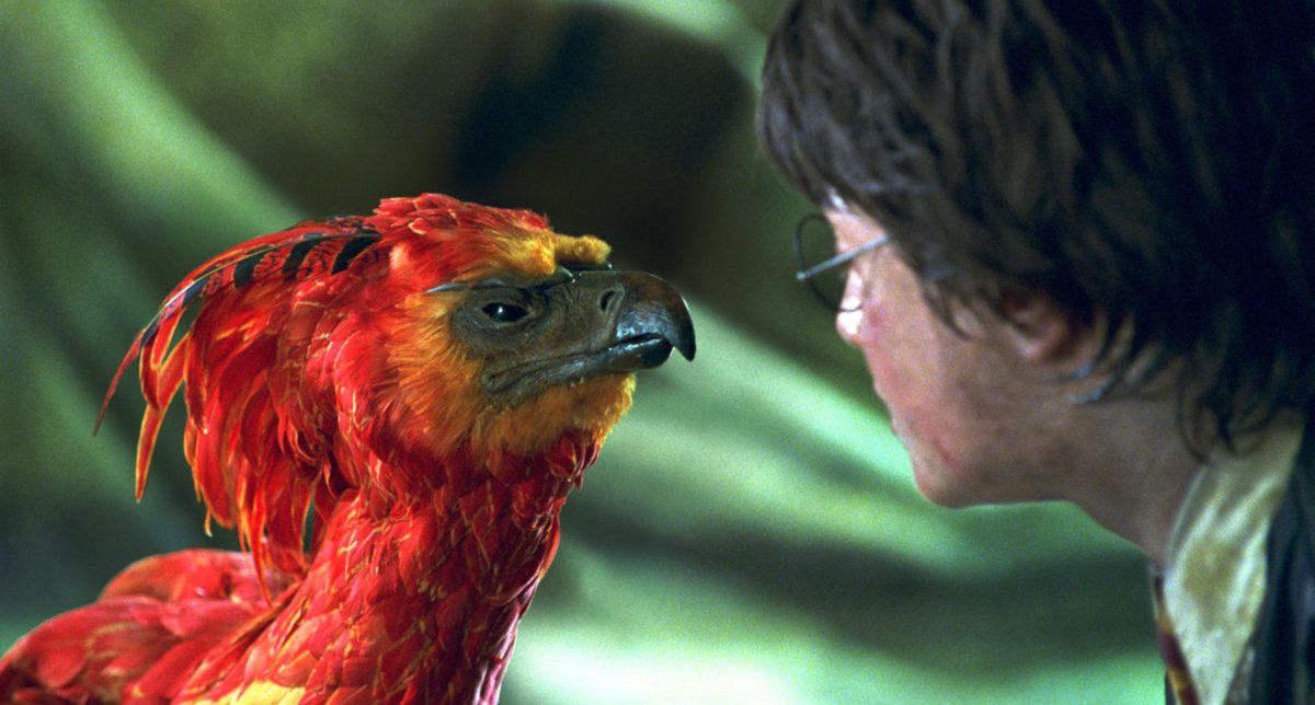 Harry Potter and Fawkes stare at each other in the chamber of secrets