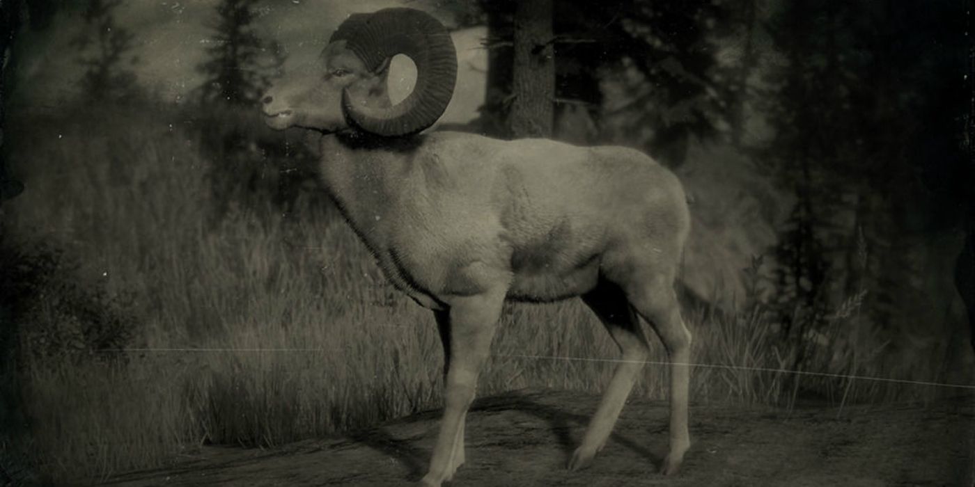 Legendary Bighorn Ram in Red Dead Redemption 2